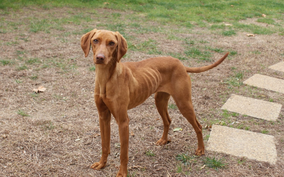 Boriska | Vizsla-Mix Hündin | ca. 1 Jahr