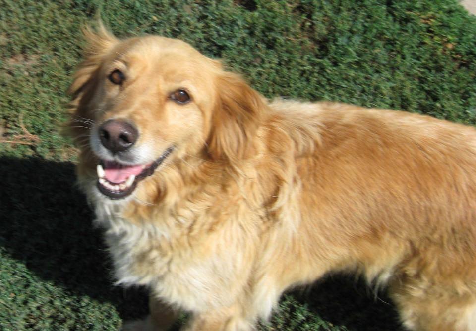 Happy | Golden Retriever-Mixhündin | ca. 4 Jahre