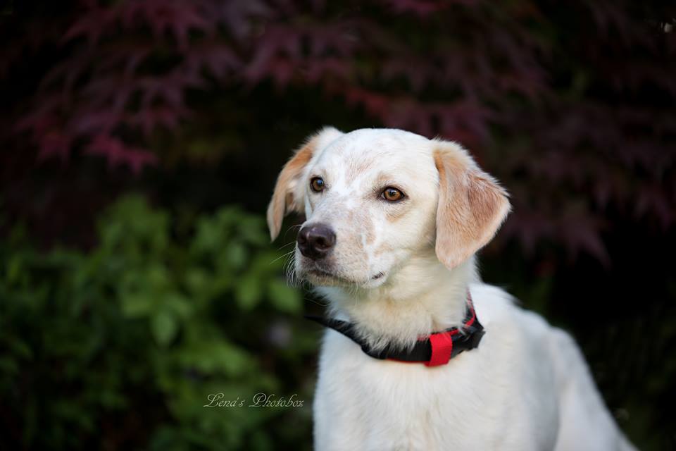 Gino | Labrador-Mix | 1 Jahr