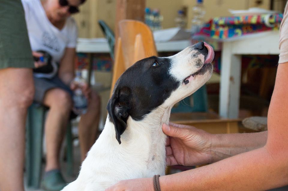 Luca | Mix-Hündin | 2 Jahre