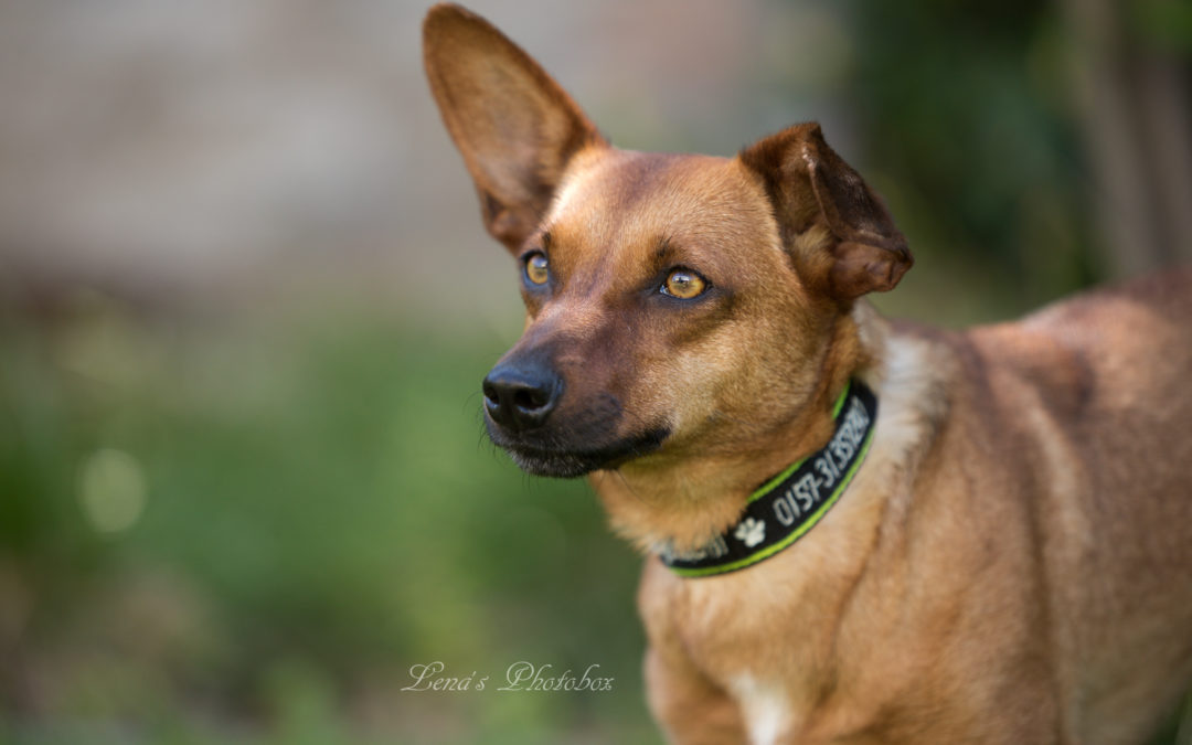 Eliza | Pinscher-Mix | 2 Jahre