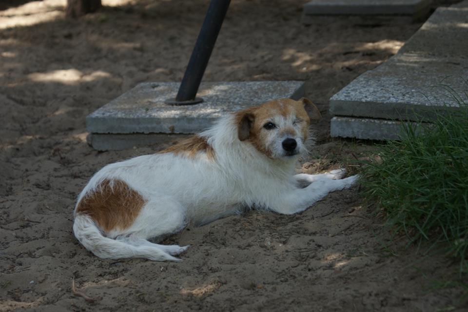 Poppy | Jack-Russel-Mix-Hündin | ca. 8 Jahre