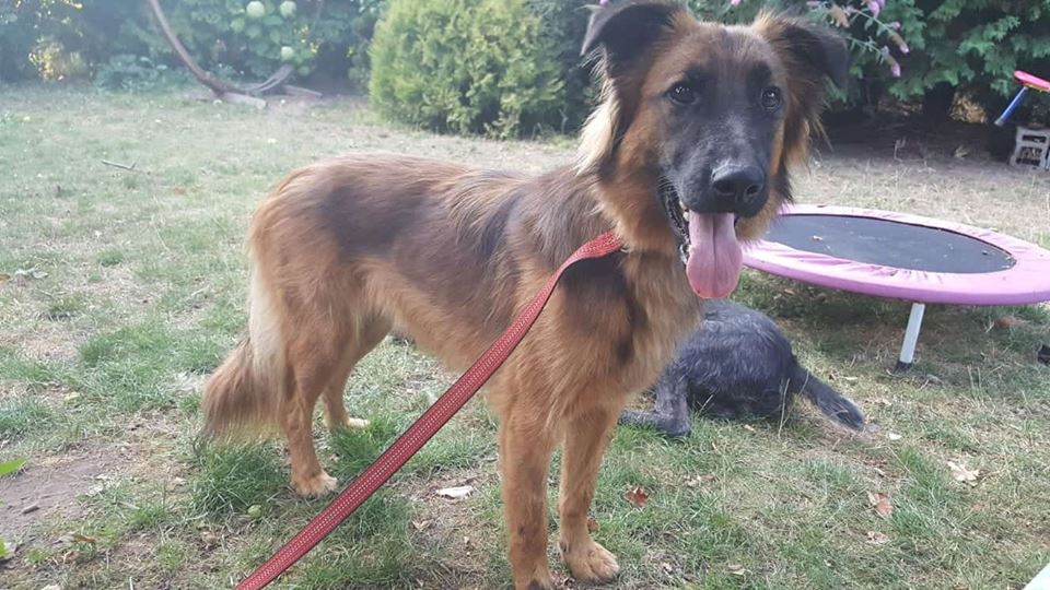 Barka | Leonberger-Malinois-Mix | 1 Jahr