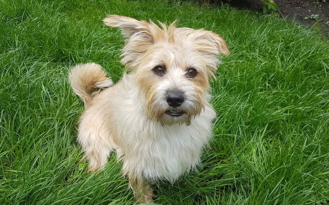 Mitzi | Terrier-Mix | 2 Jahre