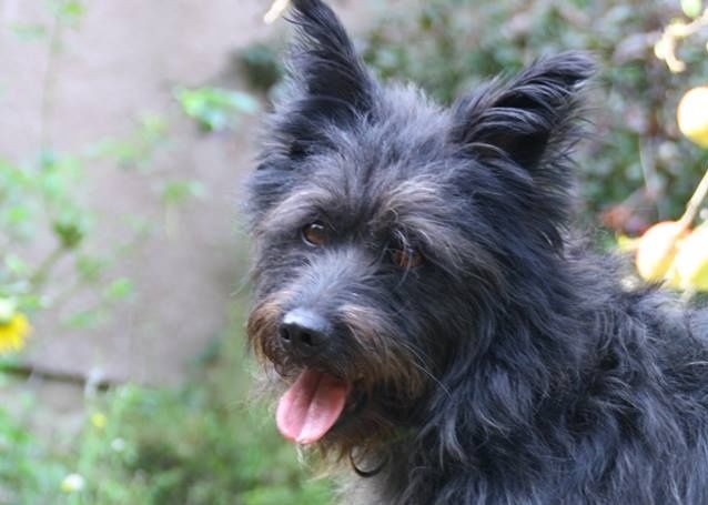 Morci | Cairn-Terrier-Mix | 3 Jahre