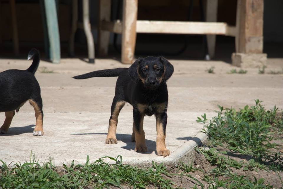 Erna | Dackel-Terrier-Mix | 3 Monate