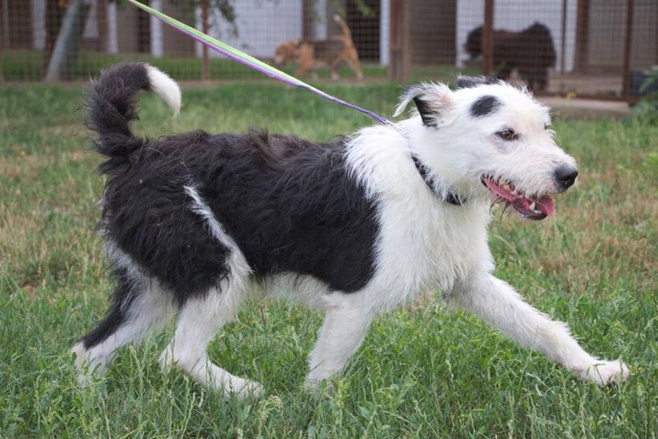 Flori | Terrier-Mix | 1 Jahr