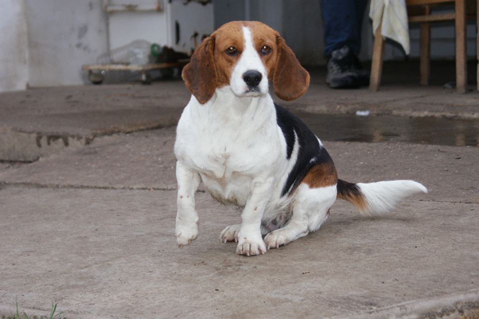 Emily | Beagle-Mix-Hündin | 6 Jahre