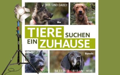 „Tiere suchen ein Zuhause“ im WDR; wir waren wieder dabei