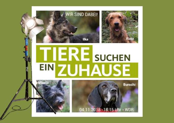 „Tiere suchen ein Zuhause“ im WDR; wir waren wieder dabei