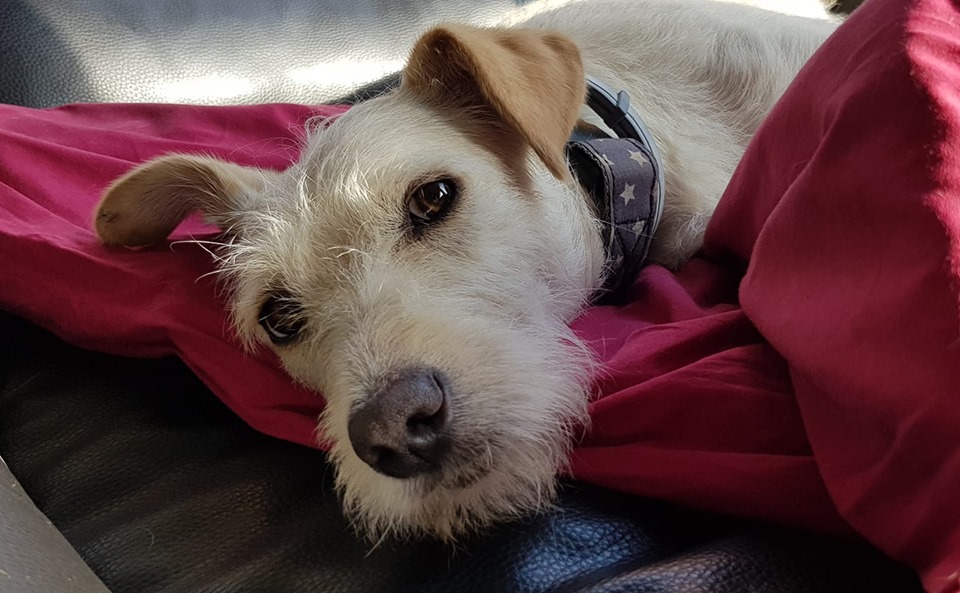 Milky | Terriermischling | 1 Jahr