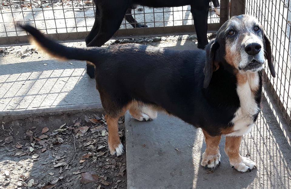 Arthur | Basset-Mix | ca. 9 Jahre