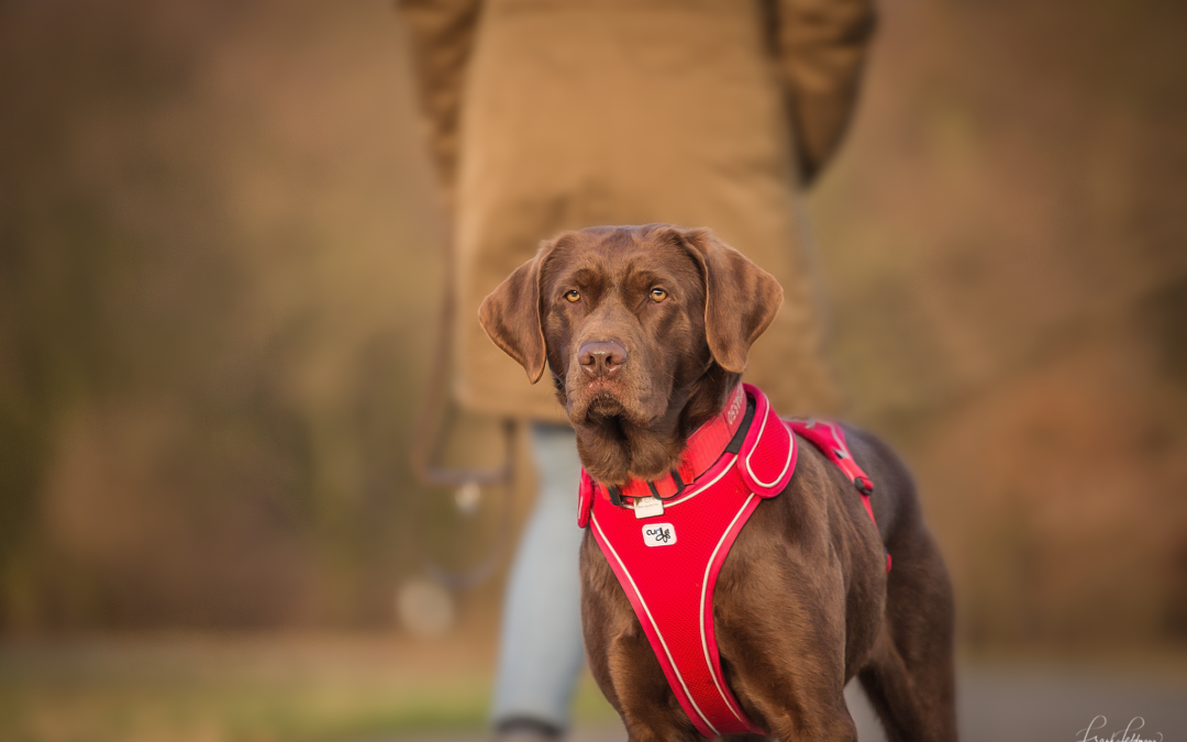 Hanna | Vizsla-Labrador-Mix | 1 Jahr