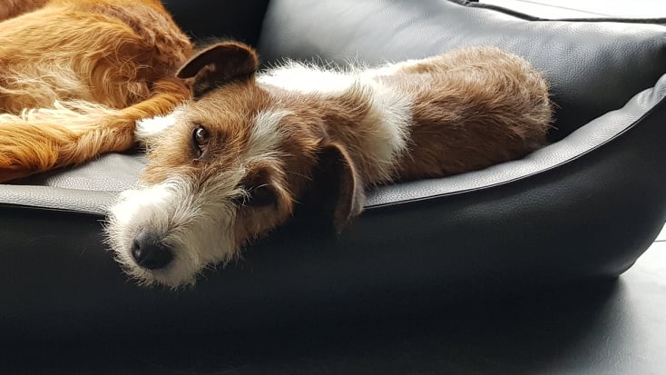 Linda | Terrier | 3 Jahre