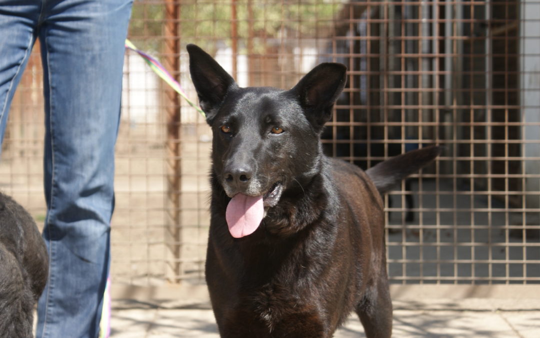 Filkó | Labrador-Schäferhund-Mix | 4 Jahre