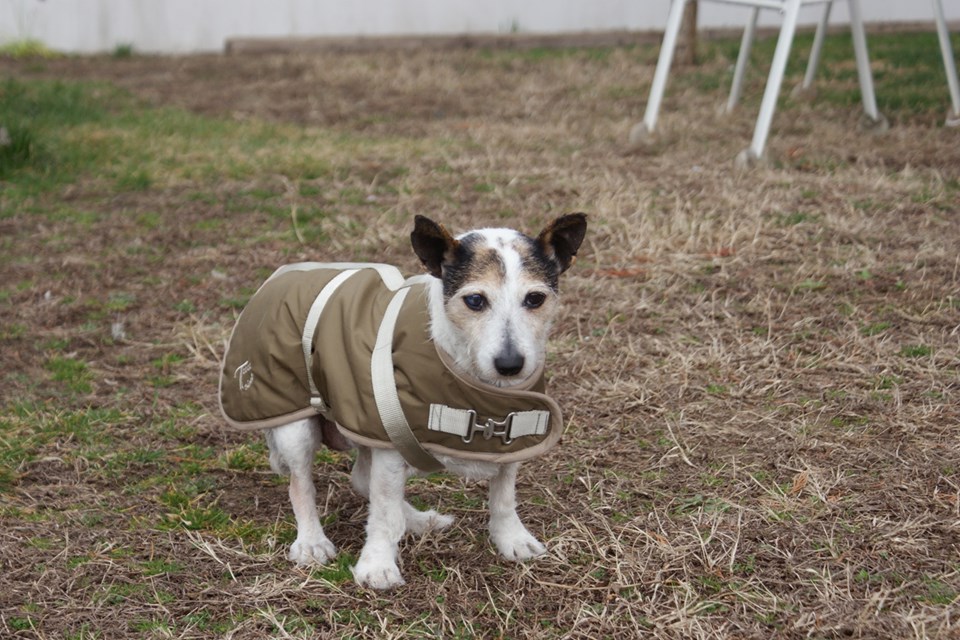 Ömchen | Jack-Russel-Mix | ca. 8 Jahre