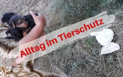 Alltag im Tierschutz