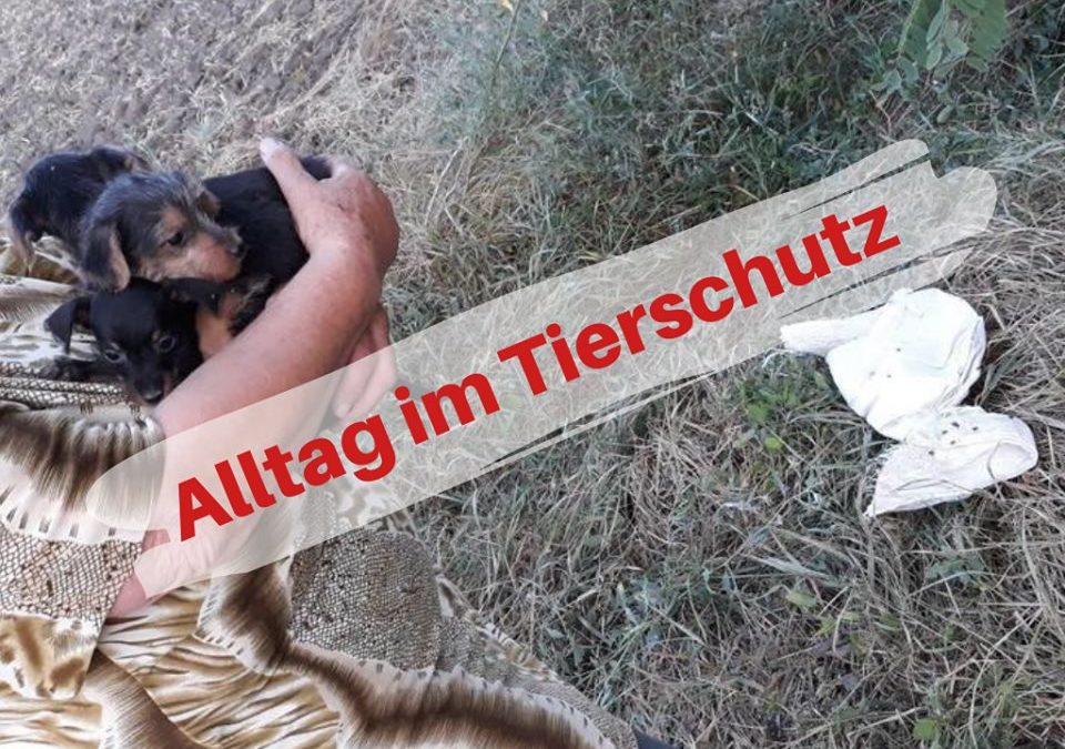 Alltag im Tierschutz