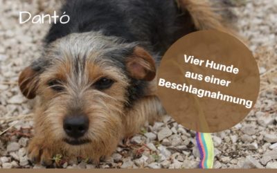 Beschlagnahmung von vier Hunden