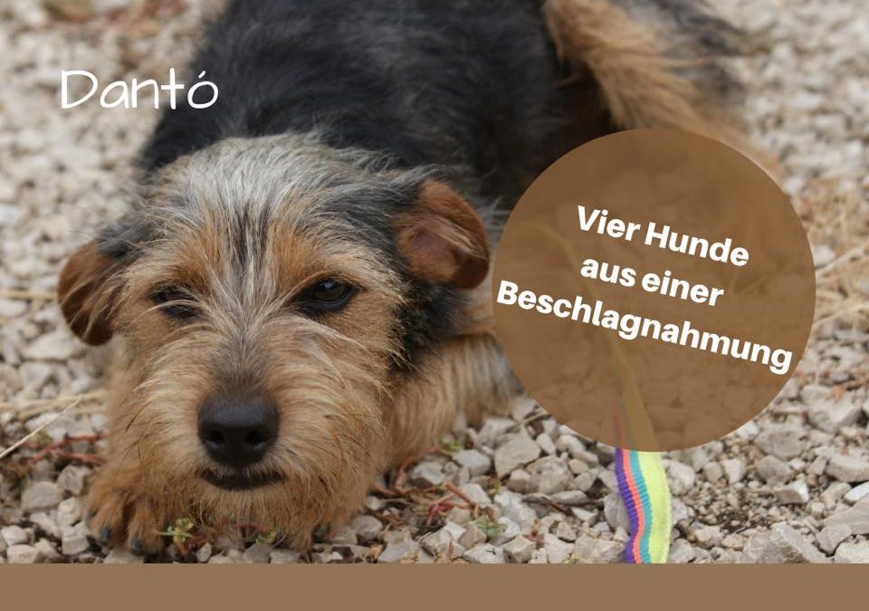 Beschlagnahmung von vier Hunden