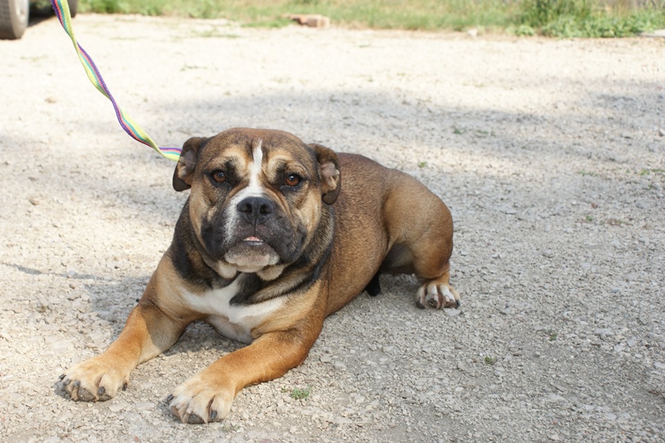 Cute Bulldog Mix