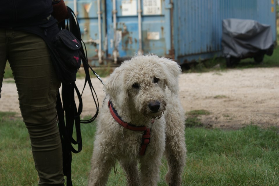 Hilda | Komondor-Mix-Hündin | 1-2 Jahre