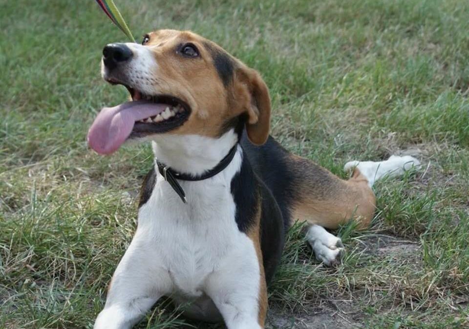 Brandon | Terrier-Mix-Rüde | 1-2 Jahre