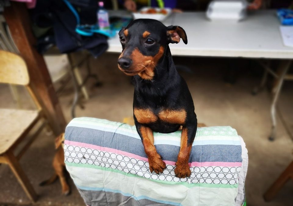 Erik | Pinscher-Mix | 2 Jahre