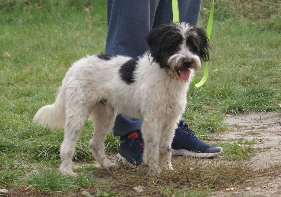 Bundás | evtl. Tibet-Terrier-Mix | 3 Jahre