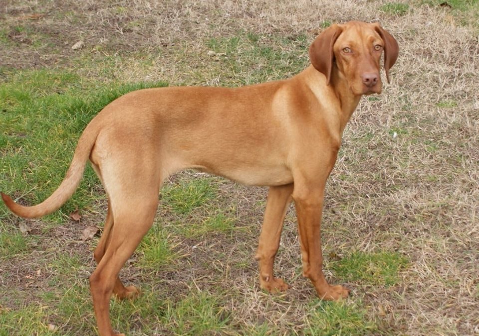 Wilma | Vizsla | 7 Monate