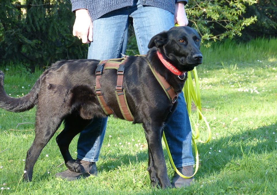 Peppino | Labrador-Mix | 1 Jahr