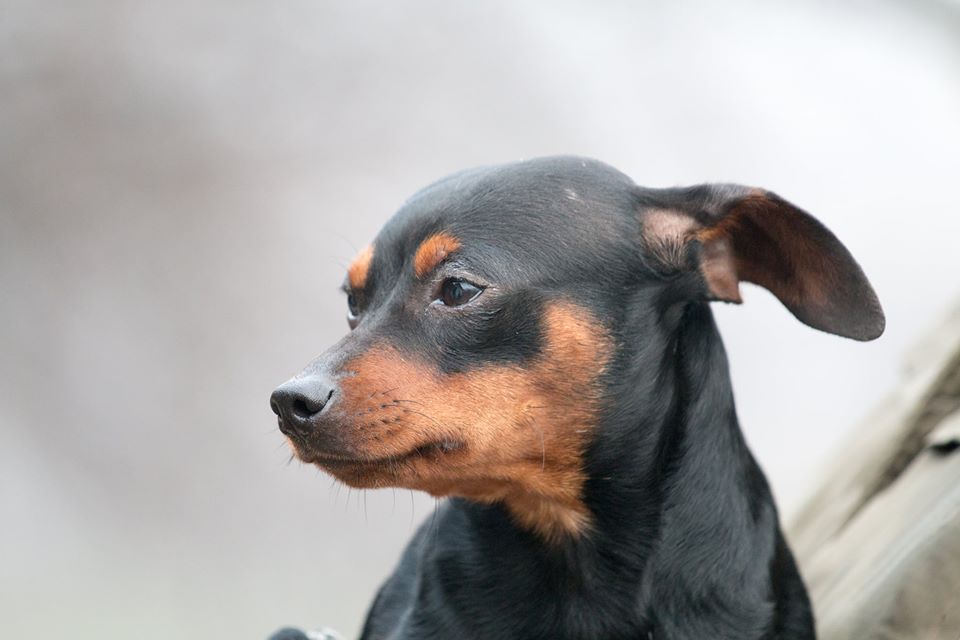 Cserke | Zwergpinscher | 2 Jahre