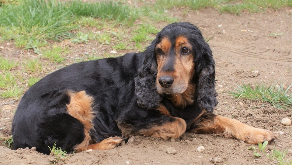 Hope | Cocker Spaniel-Hündin | 5 Jahre