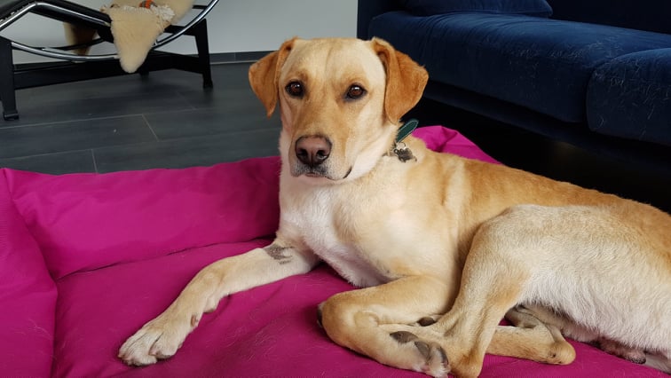 Paddy | Labrador-Mischling | 2 Jahre