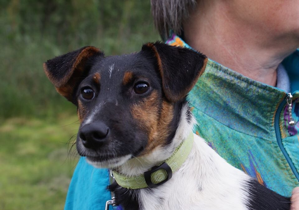 Jasper | Jack Russel-Mix-Rüde | 8 Monate