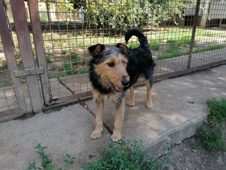 Gyömbér | Terrier-Mix-Hündin | 11 Monate