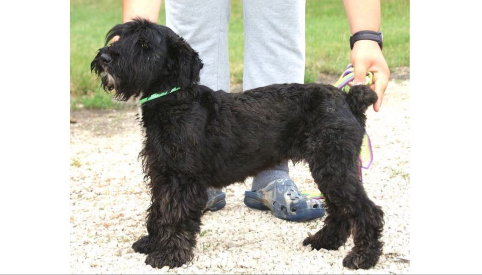 Csumpi | Schnauzer-Mix | 4 Jahre