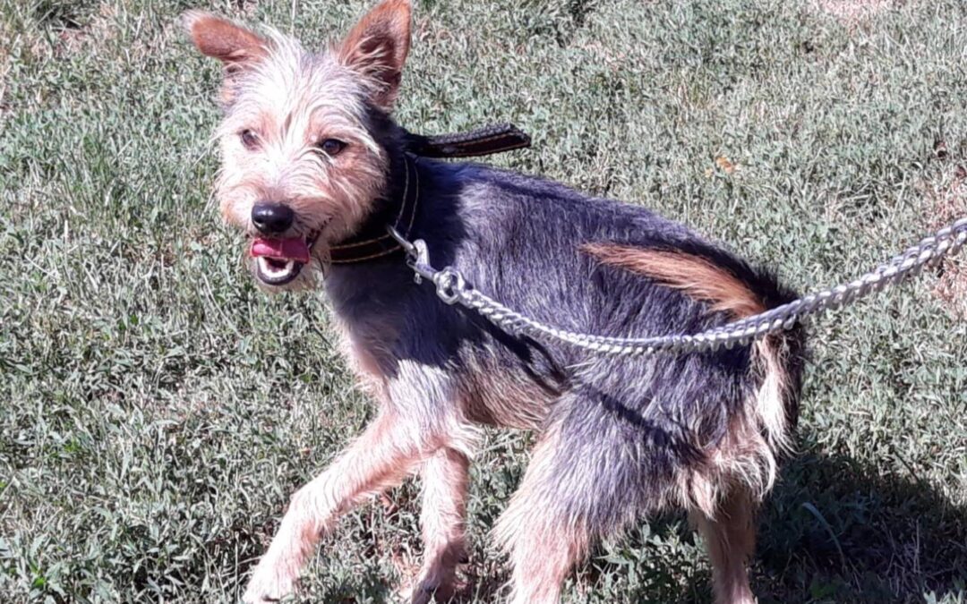Boy | Yorkshire-Terrier-Mischling | 1 Jahr