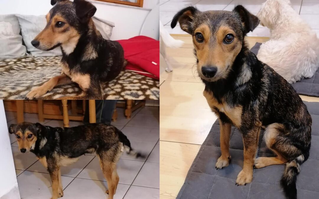 Ellie | Mischlings-Hündin | 2 Jahre