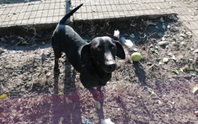 Whisky | Dackel-Mix | 3 Jahre