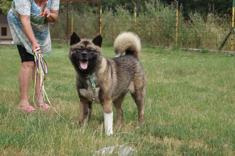 Yoko | Akita | 2 Jahre