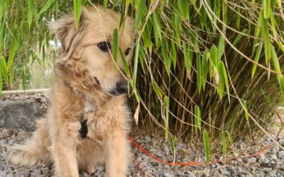 Lili | Mischlingshündin | 4 Jahre