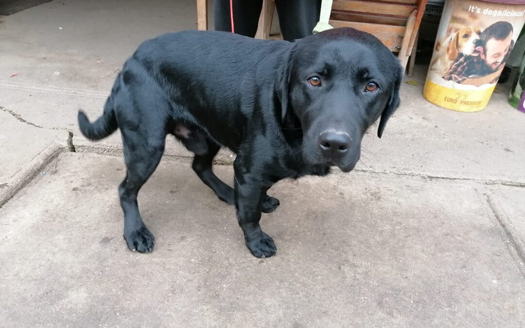 Dante | Labrador-Rüde | 1 Jahr