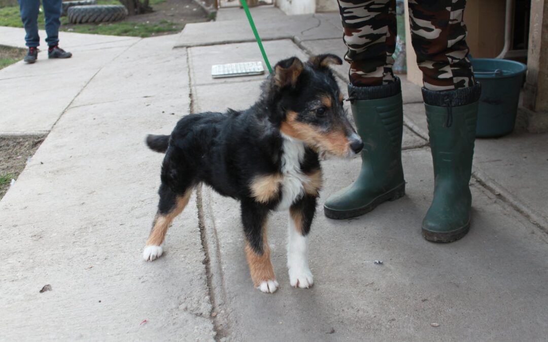 Izsó | Terrier-Mix-Rüde | 4 Monate