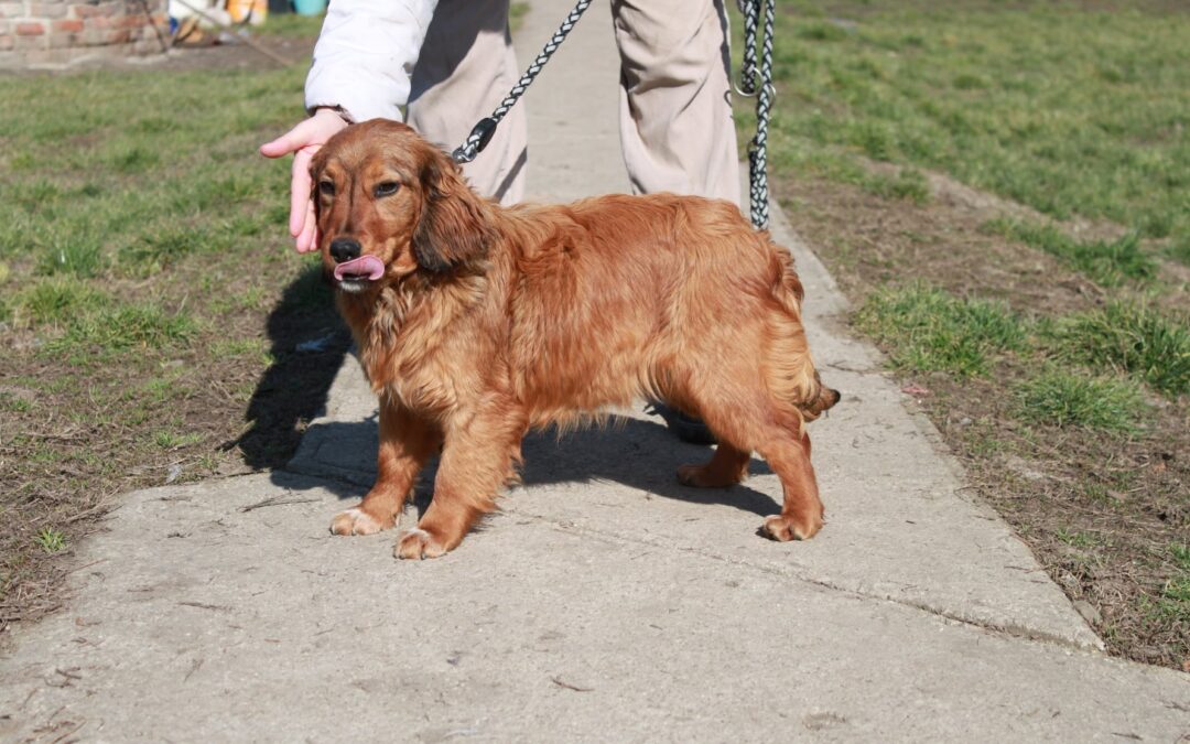 Csekka | Spaniel-Mix-Hündin | 9 Monate