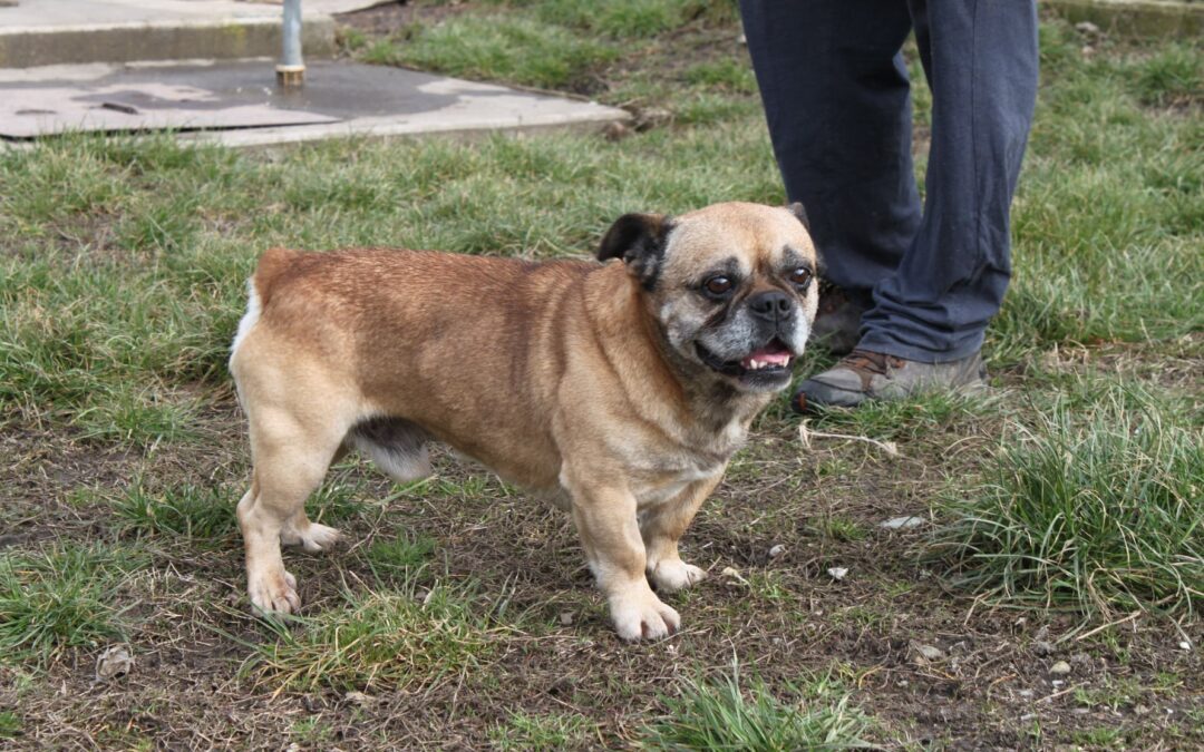 Dömper | Französische Bulldogge | 8 Jahre