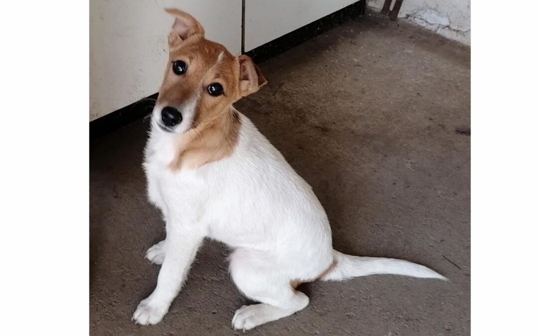 Csepke | Foxterrier-Mix | 3 Monate