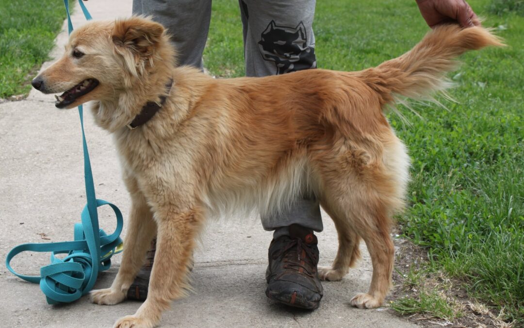 Zseda | Mischlings-Hündin | 3 Jahre