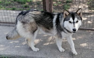Olga | Husky-Mix | 1 Jahr