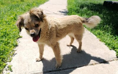 Katica | Mischlings-Hündin | 3 Jahre